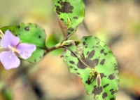 purple flowers and purple spotted green foliage